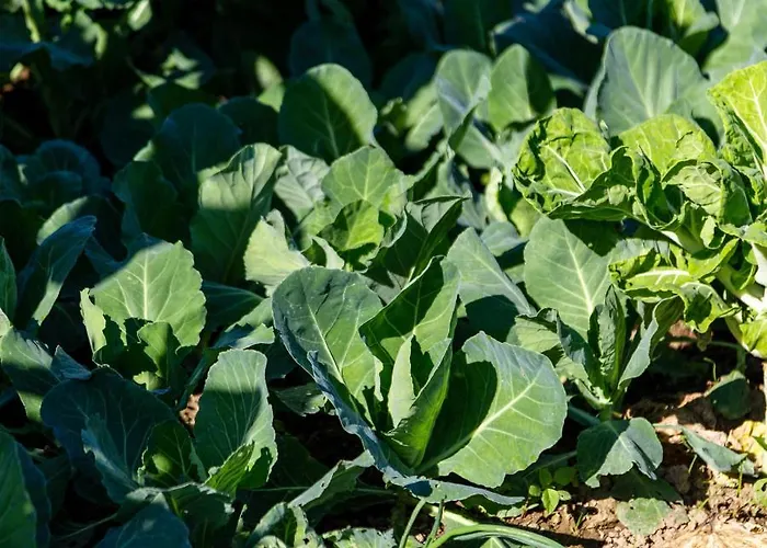 70's Wood House * Maía